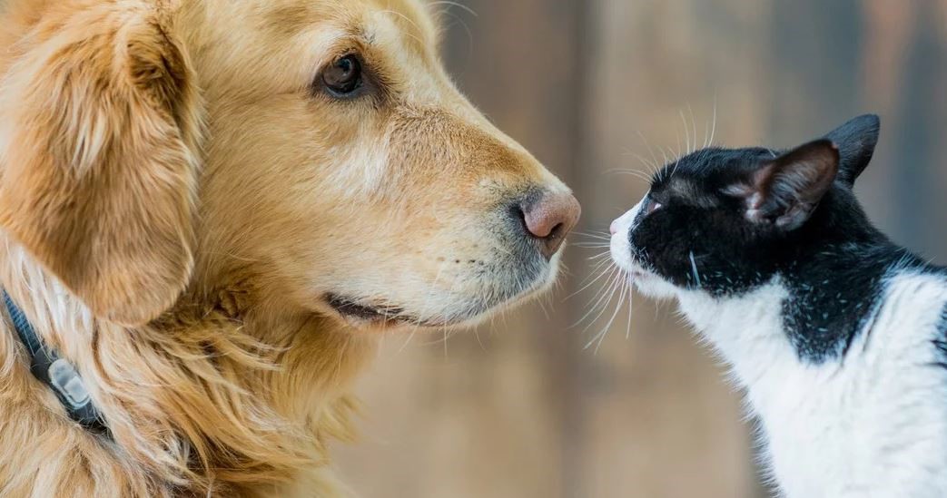 Comunicado sobre perros y gatos en la pandemia COVID – 19
