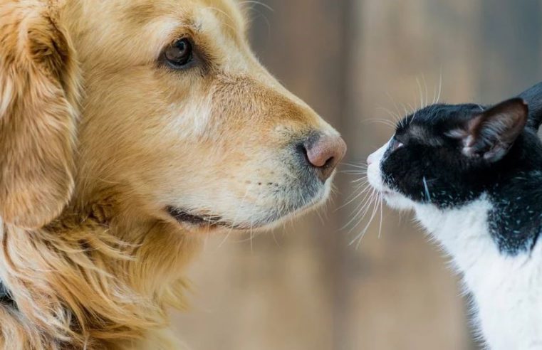 Comunicado sobre perros y gatos en la pandemia COVID – 19