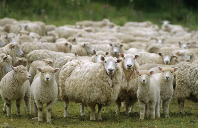 SENASA: Uso de productos veterinarios para ectoparásitos en ovinos.