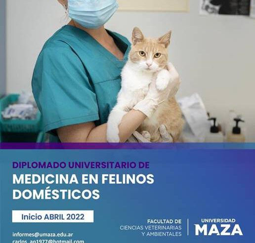 Diplomado en Medicina en Felinos Domésticos