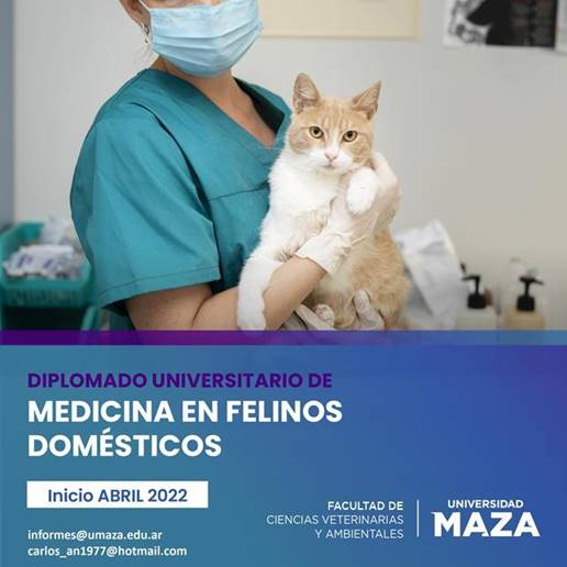 Diplomado en Medicina en Felinos Domésticos