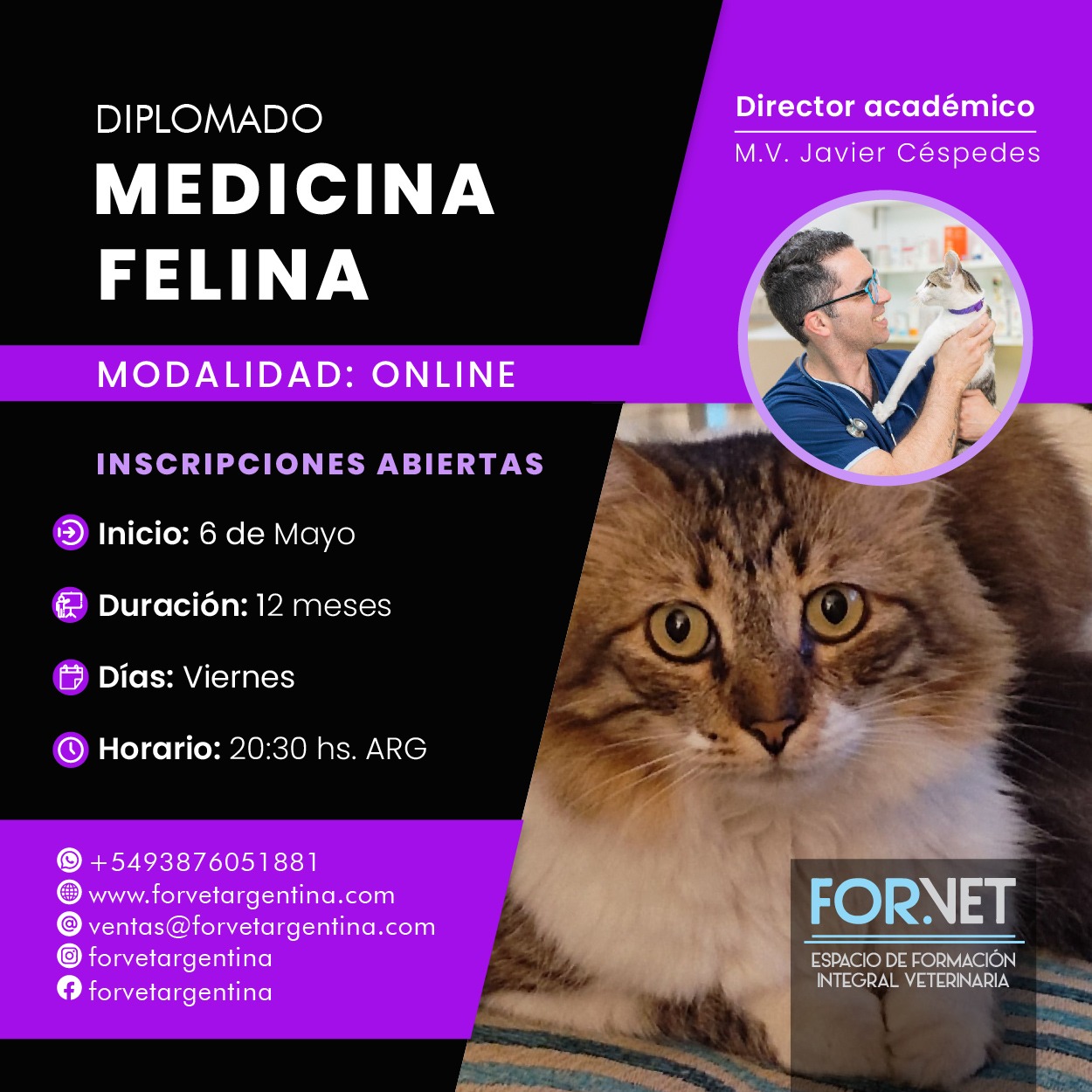 Diplomado: Medicina Felina