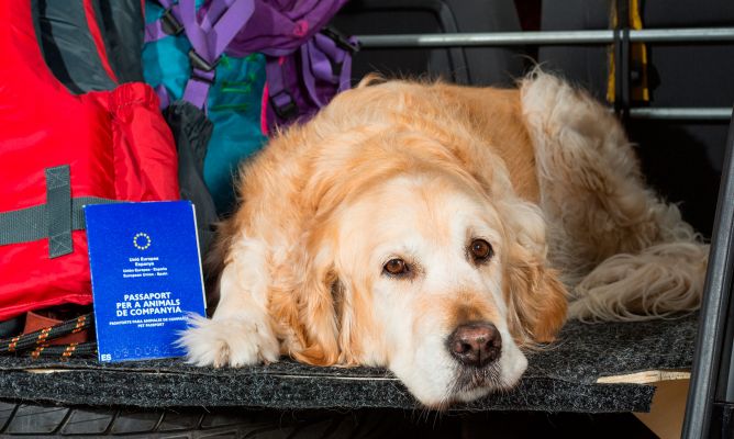 Exigencias para viajar con mascotas