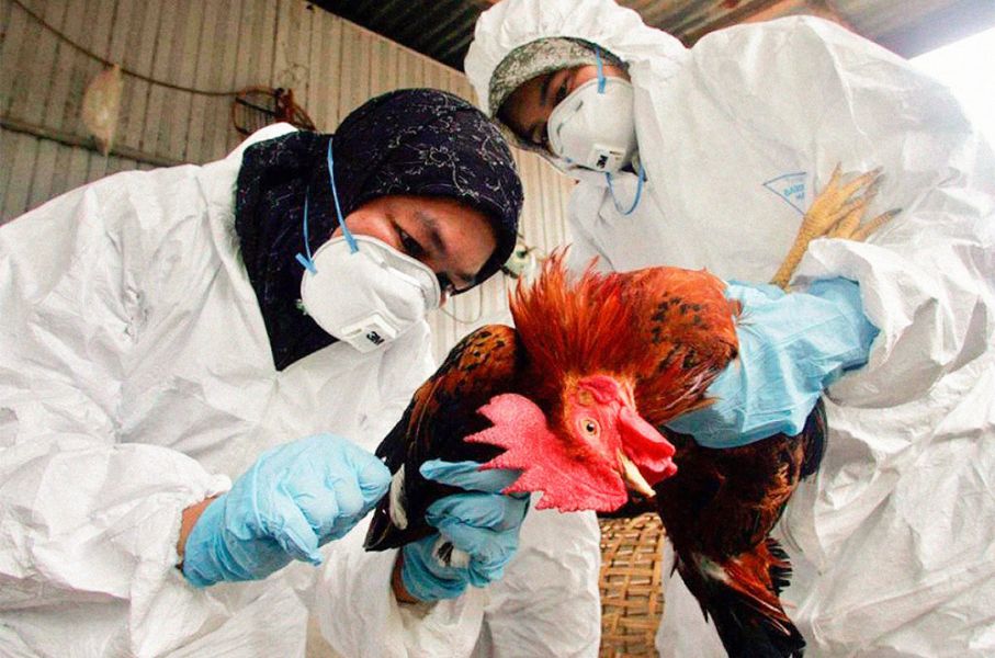 Gripe Aviar: Veterinarios/as en alerta para cuidar la Salud Pública.