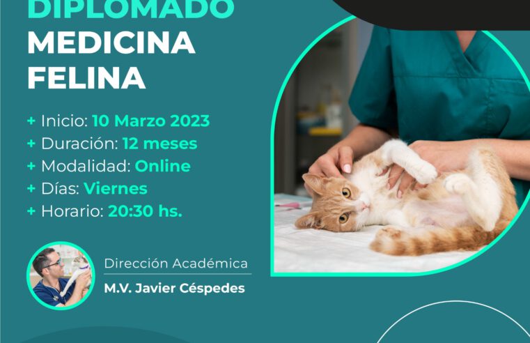 Diplomado en «Medicina Felina»