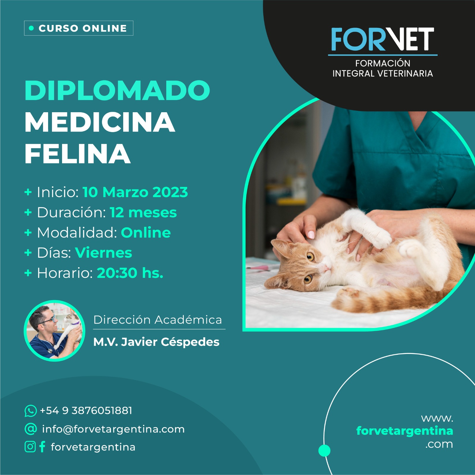 Diplomado en «Medicina Felina»