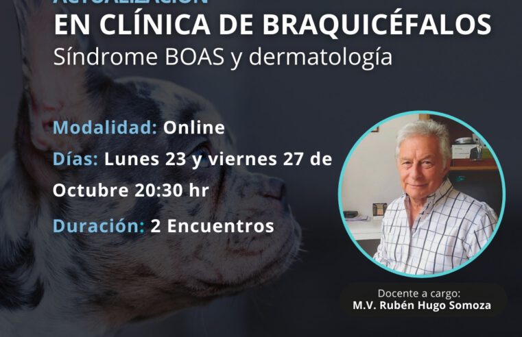 Actualización «CLÍNICA DE BRAQUIOCEFÁLOS síndrome BOAS. Dermatología»