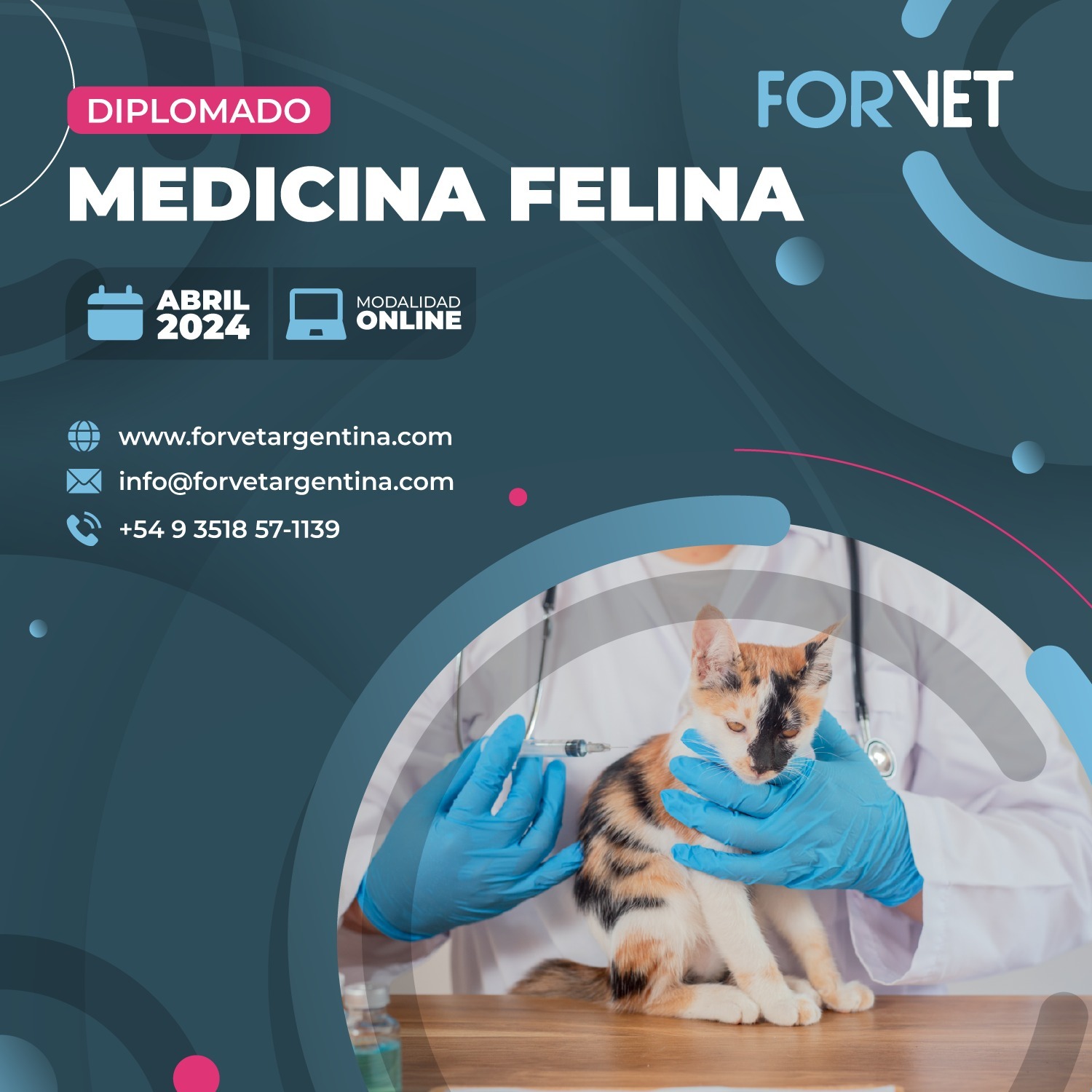 Diplomado en «Medicina Felina»