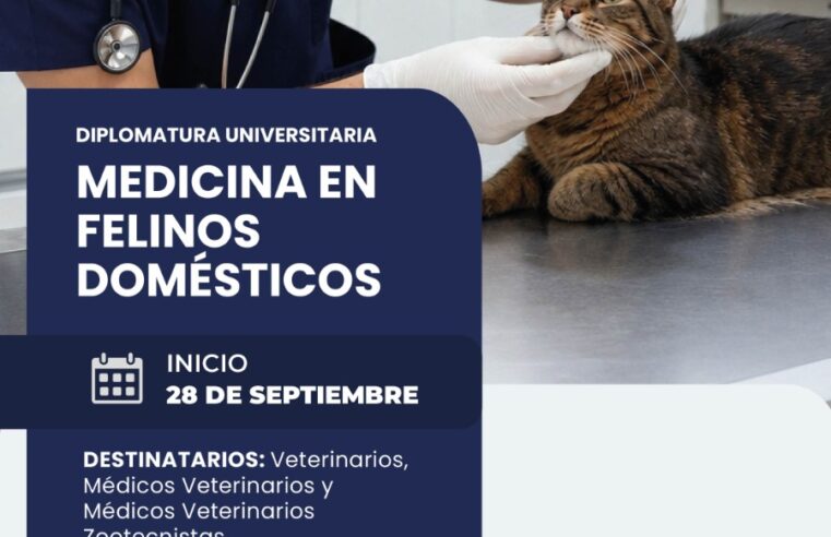 Diplomatura «Medicina Felina»